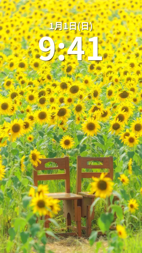 無料スマホ壁紙 ひまわりに囲まれたベンチ。AndroidとiPhoneに対応した4K高画質の無料待ち受け画像。三重県玉城町のアスピア玉城で撮影したフリー写真素材