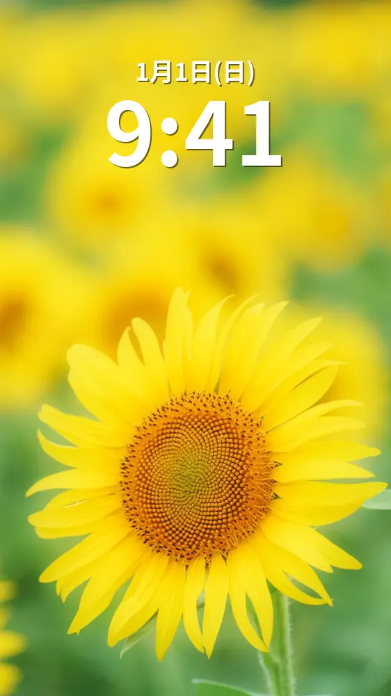 無料スマホ壁紙 黄金の開運ひまわり。AndroidとiPhoneに対応した4K高画質の無料待ち受け画像。三重県玉城町のアスピア玉城で撮影したフリー写真素材