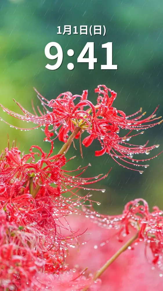 無料スマホ壁紙 雨と露の彼岸花。AndroidとiPhoneに対応した4K高画質の無料待ち受け画像。三重県亀山市の坂本の棚田で撮影したフリー写真素材