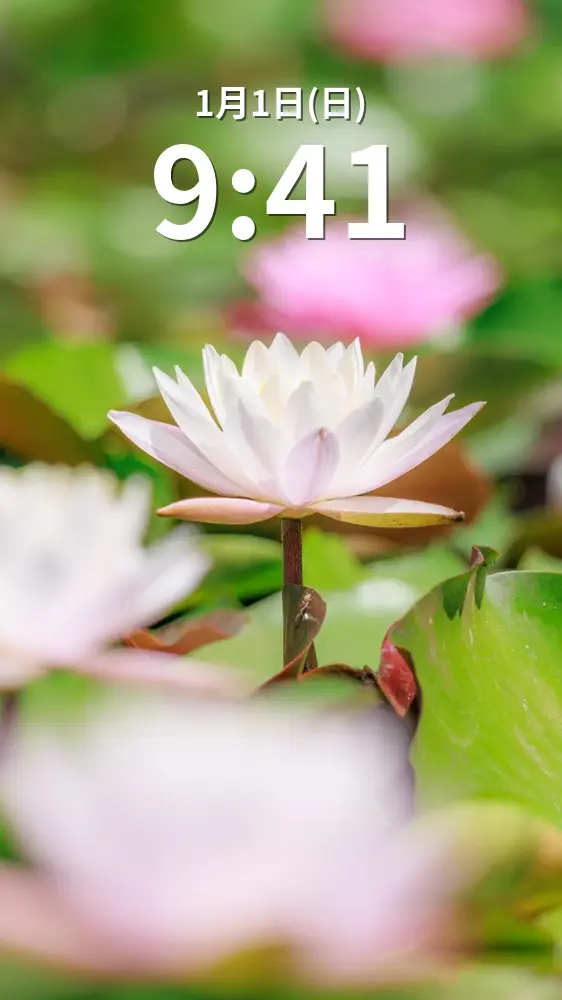 無料スマホ壁紙 白色の可憐なスイレン。AndroidとiPhoneに対応した4K高画質の無料待ち受け画像。三重県津市のレッドヒルヒーサーの森で撮影したフリー写真素材