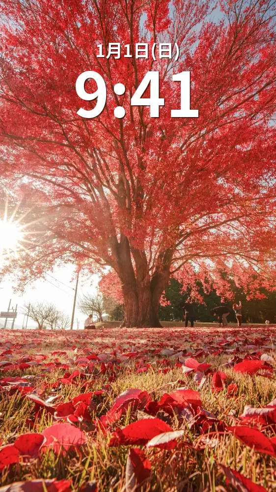 無料スマホ壁紙 神々しい真っ赤なハナノキ。AndroidとiPhoneに対応した4K高画質の無料待ち受け画像。三重県松阪市の飯南高校のハナノキで撮影したフリー写真素材