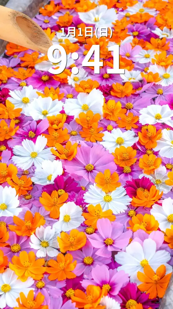 無料スマホ壁紙 コスモスがいっぱいの花手水。AndroidとiPhoneに対応した4K高画質の無料待ち受け画像。三重県津市のかざはやの里で撮影したフリー写真素材