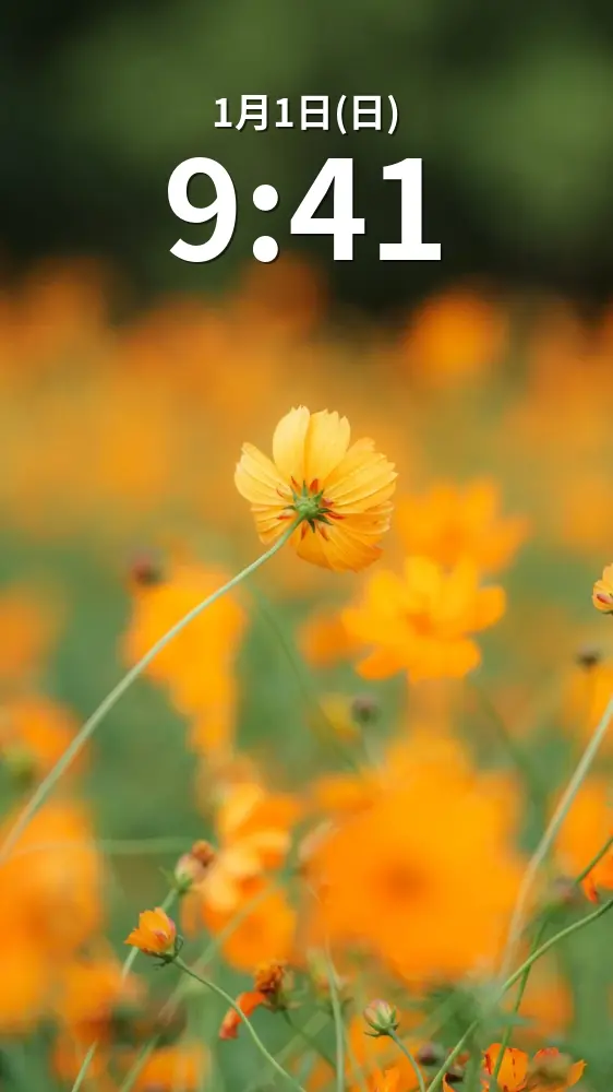 無料スマホ壁紙 キバナコスモスの裏側。AndroidとiPhoneに対応した4K高画質の無料待ち受け画像。三重県津市のかざはやの里で撮影したフリー写真素材