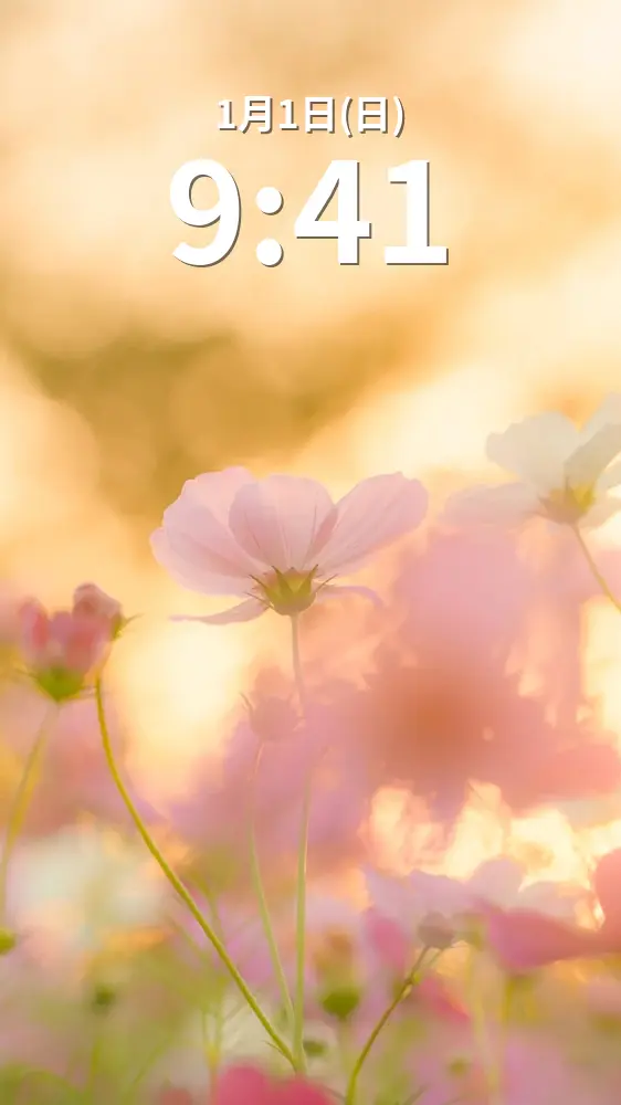 無料スマホ壁紙 夕暮れに輝くコスモス。AndroidとiPhoneに対応した4K高画質の無料待ち受け画像。三重県津市のかざはやの里で撮影したフリー写真素材