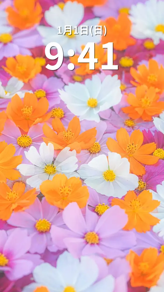 無料スマホ壁紙 カラフルなコスモス花手水。AndroidとiPhoneに対応した4K高画質の無料待ち受け画像。三重県津市のかざはやの里で撮影したフリー写真素材