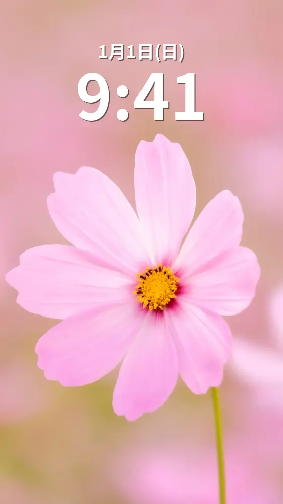 無料スマホ壁紙 大きく花開くピンク色のコスモス。AndroidとiPhoneに対応した4K高画質の無料待ち受け画像。三重県津市のかざはやの里で撮影したフリー写真素材