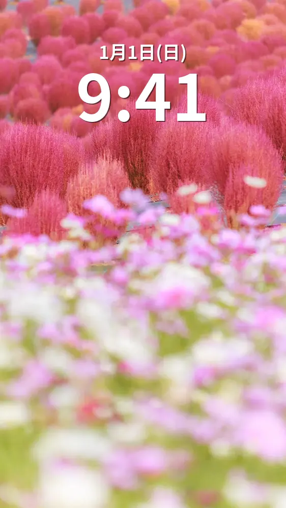 無料スマホ壁紙 コキアとコスモスの共演。AndroidとiPhoneに対応した4K高画質の無料待ち受け画像。三重県志摩市の志摩市観光農園で撮影したフリー写真素材