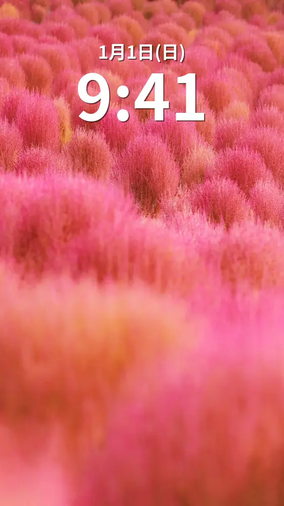 無料スマホ壁紙 赤とピンクのコキアの待ち受け。AndroidとiPhoneに対応した4K高画質の無料待ち受け画像。三重県志摩市の志摩市観光農園で撮影したフリー写真素材