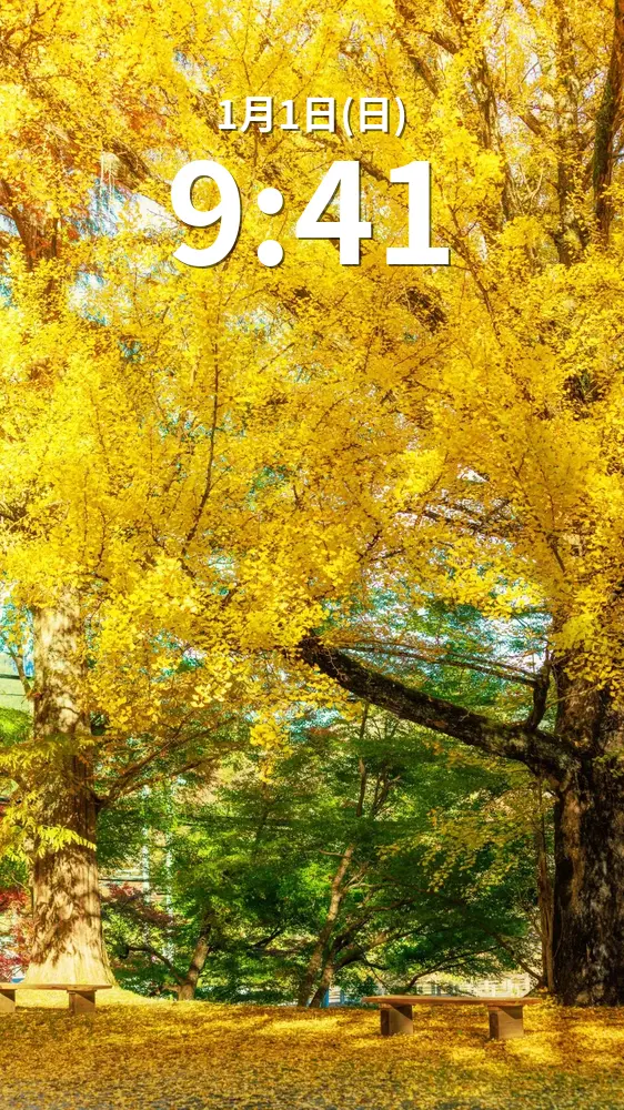 運気が上がる待ち受け 神々しい大銀杏。AndroidとiPhoneに対応した4K高画質の無料スマホ壁紙。三重県津市の北畠神社で撮影したフリー写真素材