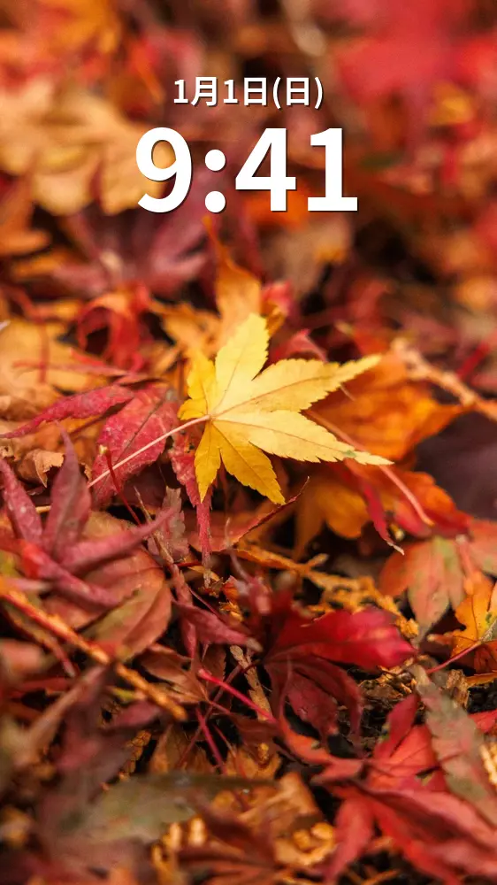 無料スマホ壁紙 色とりどりな紅葉の絨毯。AndroidとiPhoneに対応した4K高画質の無料待ち受け画像。三重県四日市市の水沢もみじ谷で撮影したフリー写真素材