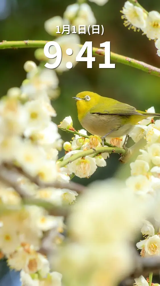 無料スマホ壁紙 白梅とメジロ。AndroidとiPhoneに対応した4K高画質の無料待ち受け画像。三重県津市の結城神社の梅苑で撮影したフリー写真素材