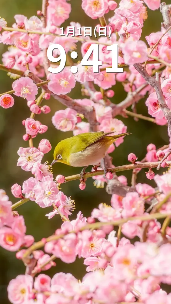 無料スマホ壁紙 梅の蜜を吸うメジロ。AndroidとiPhoneに対応した4K高画質の無料待ち受け画像。三重県津市の結城神社の梅苑で撮影したフリー写真素材