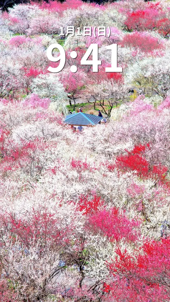 運気が上がる待ち受け まるで桃源郷の梅林園。AndroidとiPhoneに対応した4K高画質の無料スマホ壁紙。三重県いなべ市のいなべ市農業公園（梅林公園）で撮影したフリー写真素材