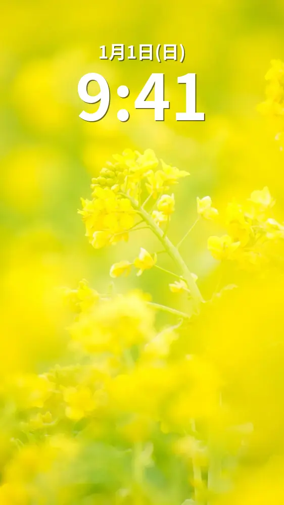 無料スマホ壁紙 黄金に輝く菜の花。AndroidとiPhoneに対応した4K高画質の無料待ち受け画像。三重県玉城町のアスピア玉城で撮影したフリー写真素材