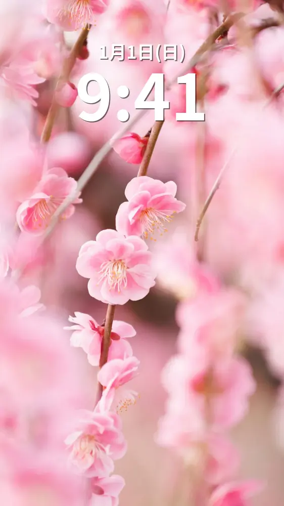 無料スマホ壁紙 しだれ梅の花々。AndroidとiPhoneに対応した4K高画質の無料待ち受け画像。三重県津市のかざはやの里で撮影したフリー写真素材