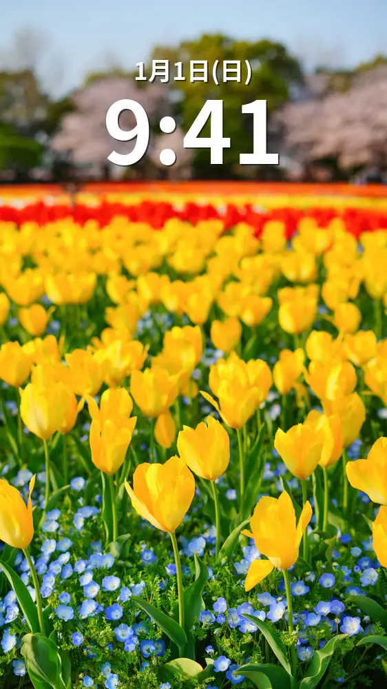 運気が上がる待ち受け 黄色いチューリップとネモフィラの共演。AndroidとiPhoneに対応した4K高画質の無料スマホ壁紙。三重県桑名市のなばなの里で撮影したフリー写真素材