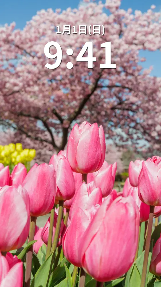 無料スマホ壁紙 ピンクのチューリップと河津桜。AndroidとiPhoneに対応した4K高画質の無料待ち受け画像。三重県桑名市のなばなの里で撮影したフリー写真素材