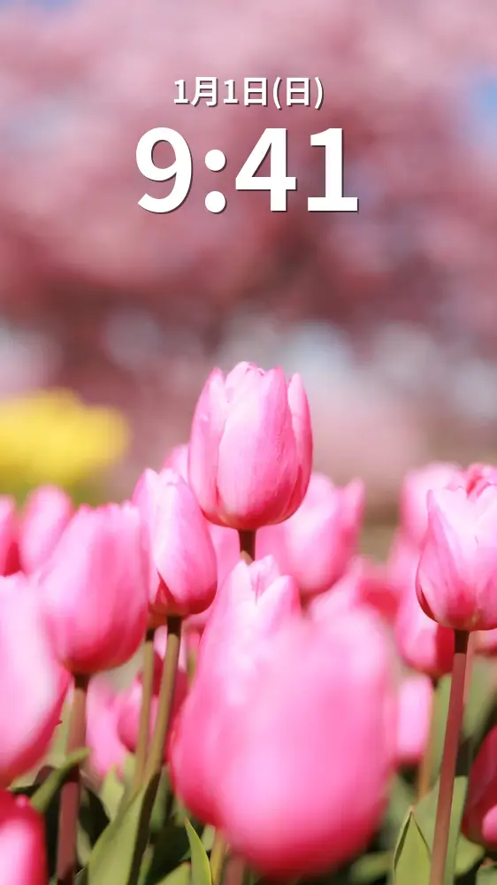 無料スマホ壁紙 幸せを呼ぶピンク色のチューリップと河津桜。AndroidとiPhoneに対応した4K高画質の無料待ち受け画像。三重県桑名市のなばなの里で撮影したフリー写真素材