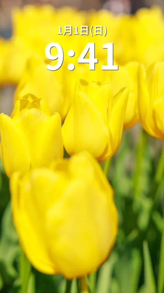 運気が上がる待ち受け 金運を呼ぶ黄色いチューリップ。AndroidとiPhoneに対応した4K高画質の無料スマホ壁紙。三重県桑名市のなばなの里で撮影したフリー写真素材
