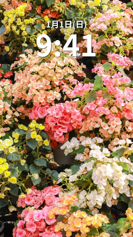 無料スマホ壁紙 春のお花でいっぱい。AndroidとiPhoneに対応した4K高画質の無料待ち受け画像。三重県桑名市のなばなの里で撮影したフリー写真素材