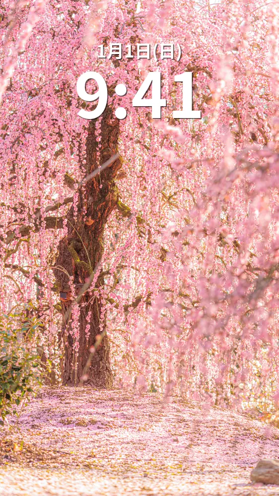 無料スマホ壁紙 柔らかい光が降り注ぐ梅の絶景。AndroidとiPhoneに対応した4K高画質の無料待ち受け画像。三重県鈴鹿市の鈴鹿の森庭園で撮影したフリー写真素材