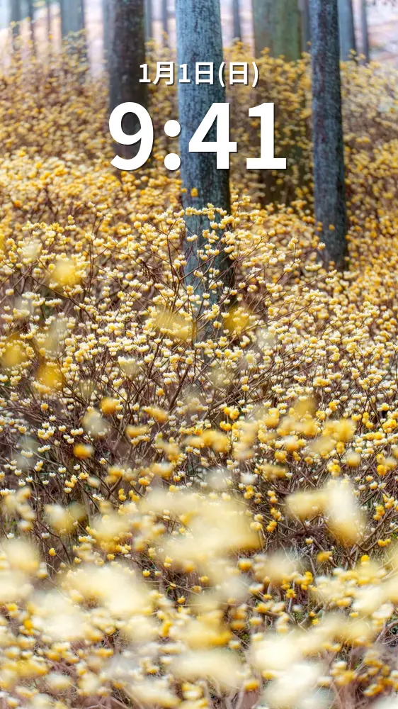 無料スマホ壁紙 まるで妖精の森。AndroidとiPhoneに対応した4K高画質の無料待ち受け画像。三重県伊賀市のミツマタの森で撮影したフリー写真素材