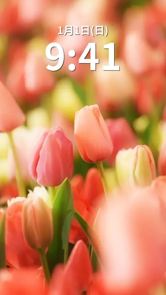 運気が上がる待ち受け カップルみたいなチューリップ🌷。AndroidとiPhoneに対応した4K高画質の無料スマホ壁紙。三重県桑名市のなばなの里で撮影したフリー写真素材