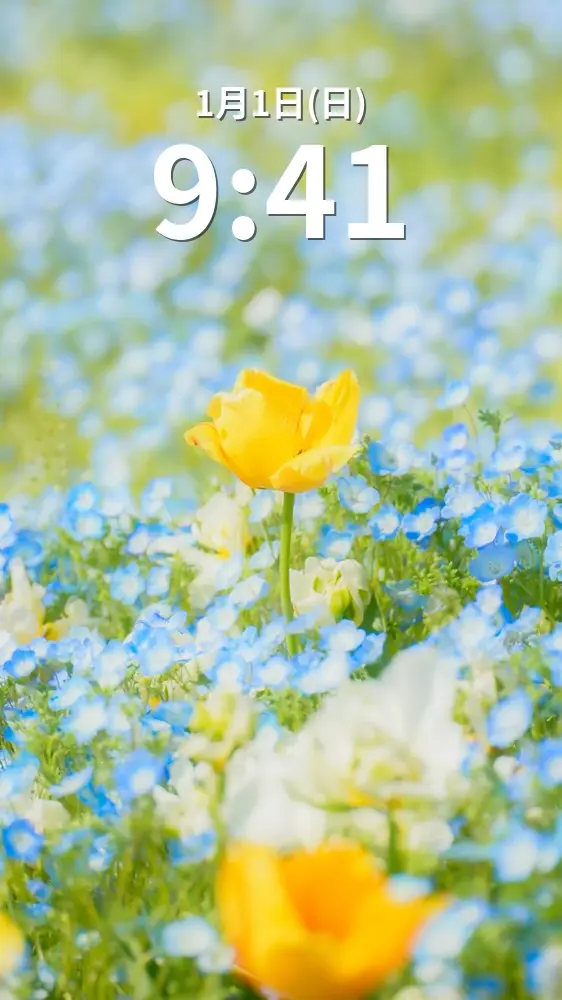 運気が上がる待ち受け ネモフィラに包まれる黄色チューリップ。AndroidとiPhoneに対応した4K高画質の無料スマホ壁紙。三重県桑名市のなばなの里で撮影したフリー写真素材