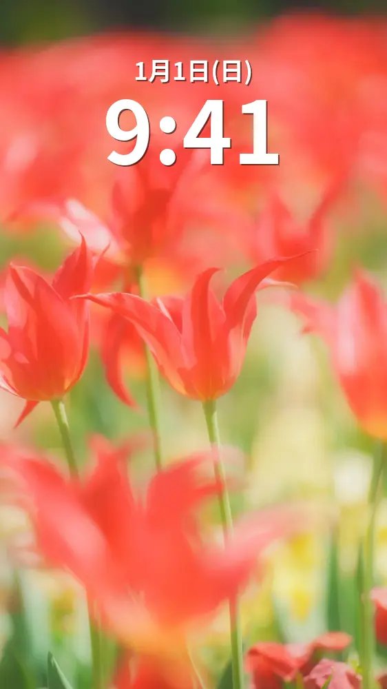 無料スマホ壁紙 赤く輝くチューリップ。AndroidとiPhoneに対応した4K高画質の無料待ち受け画像。三重県桑名市のなばなの里で撮影したフリー写真素材