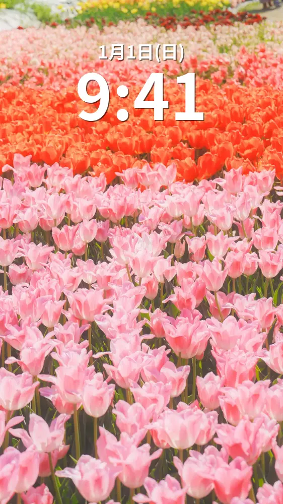 運気が上がる待ち受け ピンクと赤のチューリップ畑。AndroidとiPhoneに対応した4K高画質の無料スマホ壁紙。三重県桑名市のなばなの里で撮影したフリー写真素材