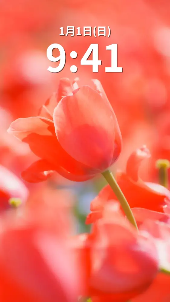 無料スマホ壁紙 情熱的な赤色チューリップ。AndroidとiPhoneに対応した4K高画質の無料待ち受け画像。三重県桑名市のなばなの里で撮影したフリー写真素材