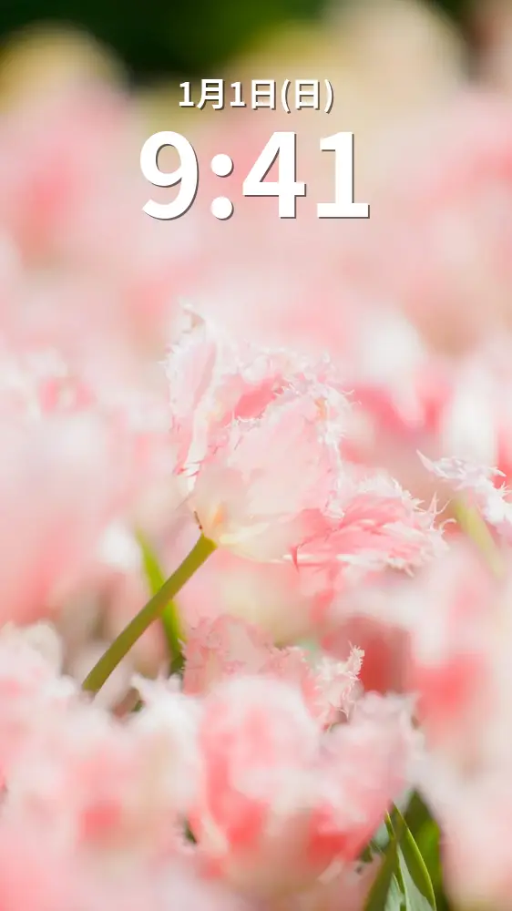 無料スマホ壁紙 薄いピンク色の可愛いチューリップ。AndroidとiPhoneに対応した4K高画質の無料待ち受け画像。三重県桑名市のなばなの里で撮影したフリー写真素材