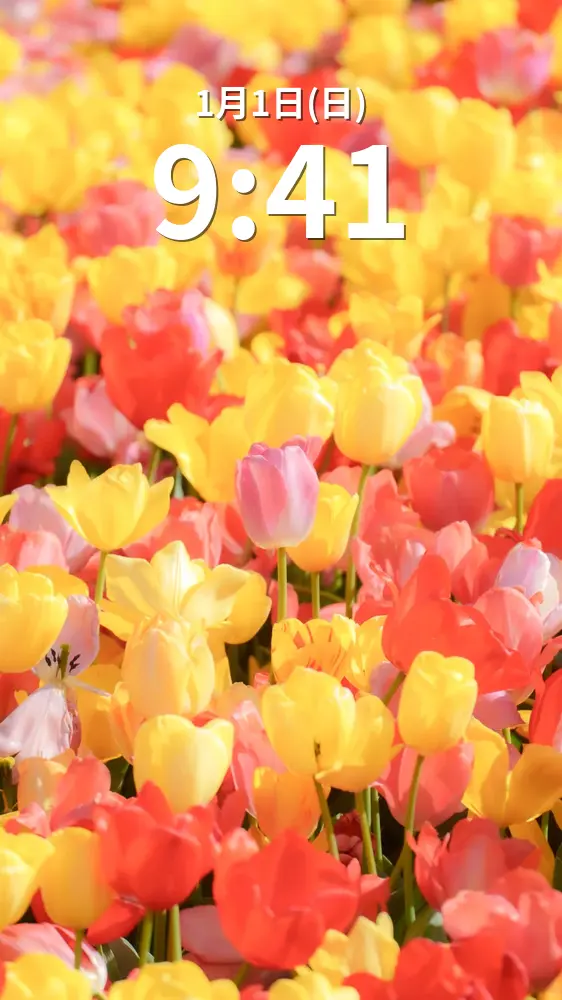 無料スマホ壁紙 カラフルなチューリップでいっぱい。AndroidとiPhoneに対応した4K高画質の無料待ち受け画像。三重県桑名市のなばなの里で撮影したフリー写真素材