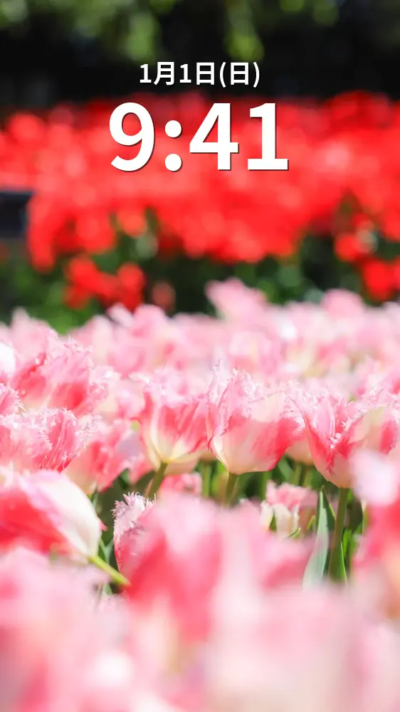 無料スマホ壁紙 赤とピンクの可愛いチューリップ。AndroidとiPhoneに対応した4K高画質の無料待ち受け画像。三重県桑名市のなばなの里で撮影したフリー写真素材