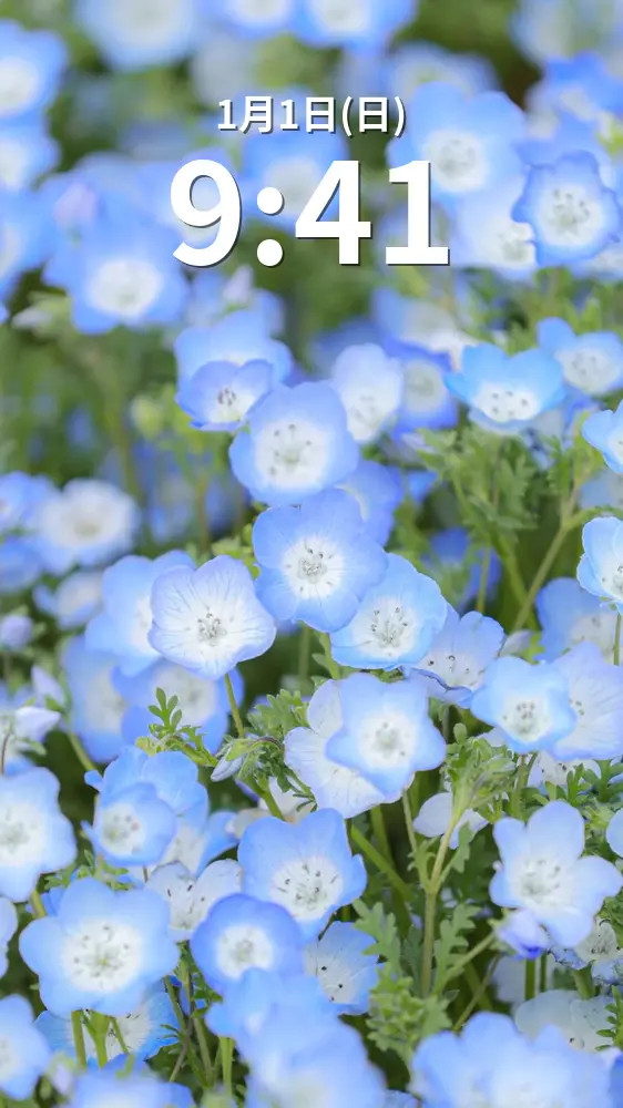 無料スマホ壁紙 カメラ目線の可愛いネモフィラ。AndroidとiPhoneに対応した4K高画質の無料待ち受け画像。三重県津市のかざはやの里で撮影したフリー写真素材