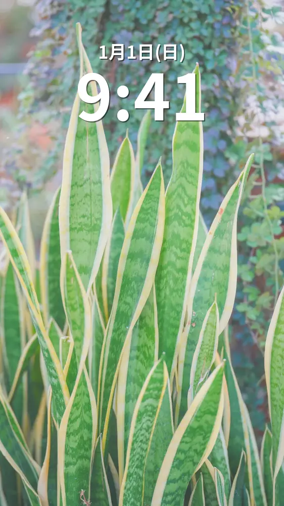 無料スマホ壁紙 癒しのサンスベリア。AndroidとiPhoneに対応した4K高画質の無料待ち受け画像。三重県桑名市のベゴニアガーデンで撮影したフリー写真素材