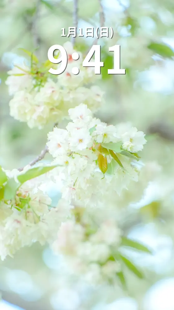 無料スマホ壁紙 世にも珍しい緑の桜。AndroidとiPhoneに対応した4K高画質の無料待ち受け画像。三重県津市の庄司庵公園の御衣黄で撮影したフリー写真素材
