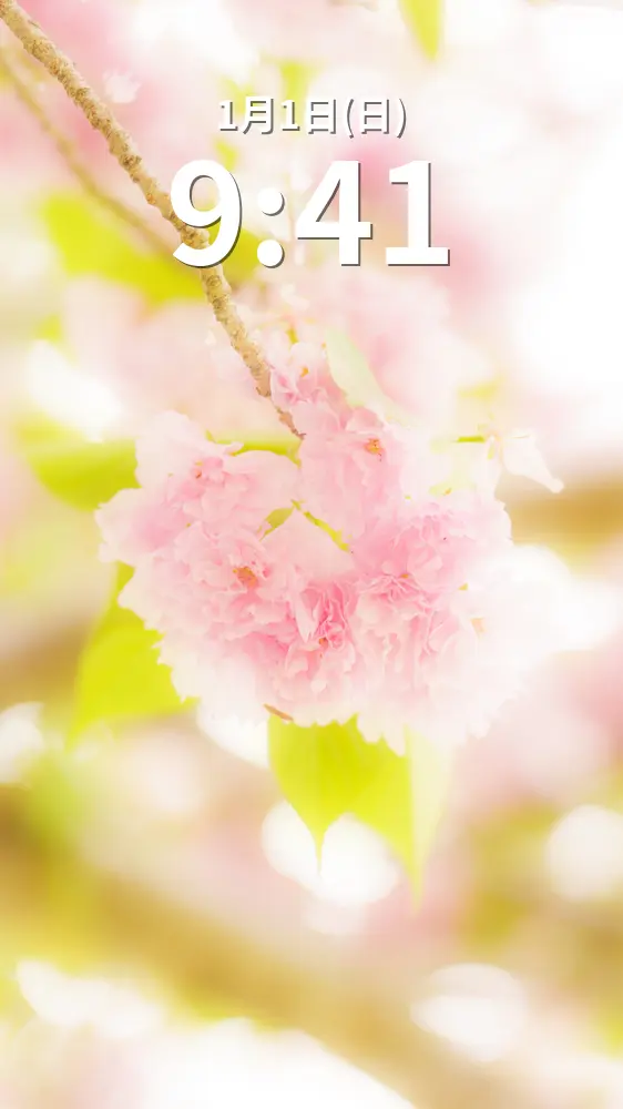 運気が上がる待ち受け ピンク色の可愛い桜。AndroidとiPhoneに対応した4K高画質の無料スマホ壁紙。三重県津市の庄司庵公園の御衣黄で撮影したフリー写真素材