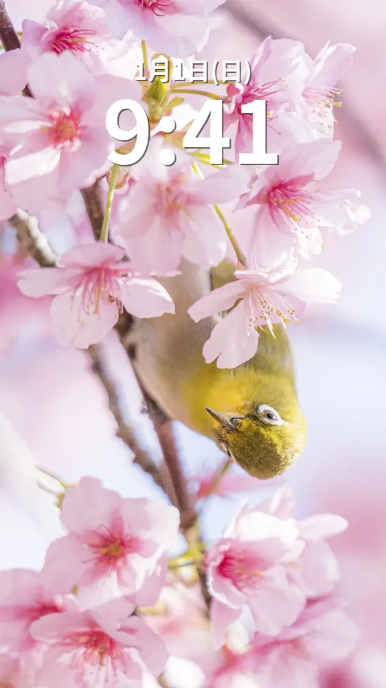 無料スマホ壁紙 河津桜ジロー。AndroidとiPhoneに対応した4K高画質の無料待ち受け画像。三重県南伊勢町の河村瑞賢公園の河津桜で撮影したフリー写真素材