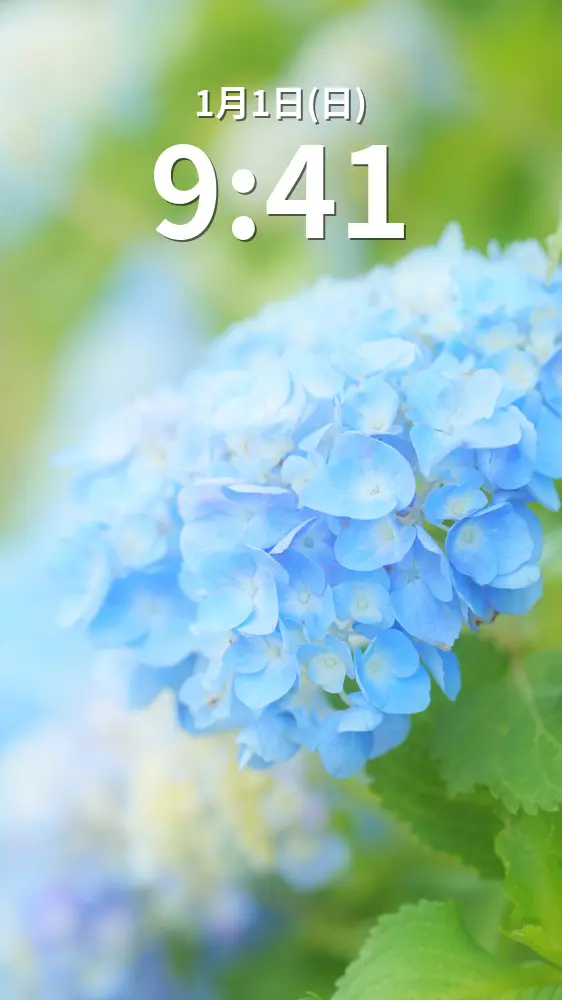 無料スマホ壁紙 初夏の青い紫陽花。AndroidとiPhoneに対応した4K高画質の無料待ち受け画像。三重県津市のかざはやの里で撮影したフリー写真素材