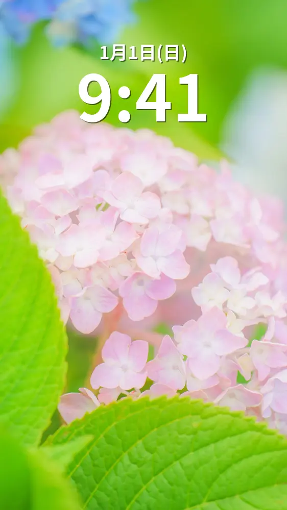 運気が上がる待ち受け パステルピンクの可愛い紫陽花。AndroidとiPhoneに対応した4K高画質の無料スマホ壁紙。三重県津市のかざはやの里で撮影したフリー写真素材