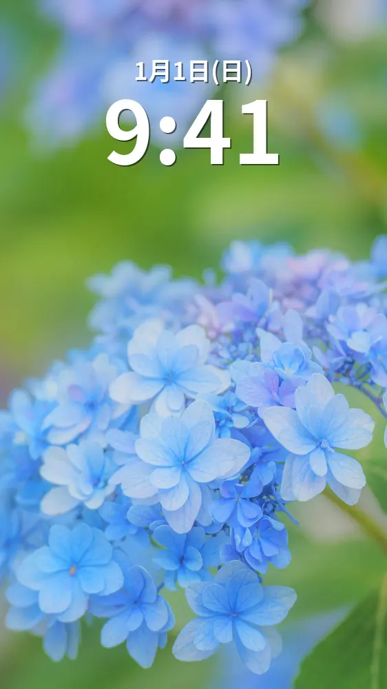 無料スマホ壁紙 可憐な花びらの青い紫陽花。AndroidとiPhoneに対応した4K高画質の無料待ち受け画像。三重県津市のかざはやの里で撮影したフリー写真素材