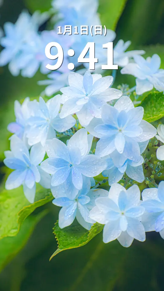 無料スマホ壁紙 雨粒が乗る水色の紫陽花。AndroidとiPhoneに対応した4K高画質の無料待ち受け画像。三重県津市のかざはやの里で撮影したフリー写真素材