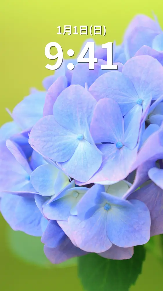 無料スマホ壁紙 新緑に輝く青紫の紫陽花。AndroidとiPhoneに対応した4K高画質の無料待ち受け画像。三重県度会町の宮リバー度会パークで撮影したフリー写真素材