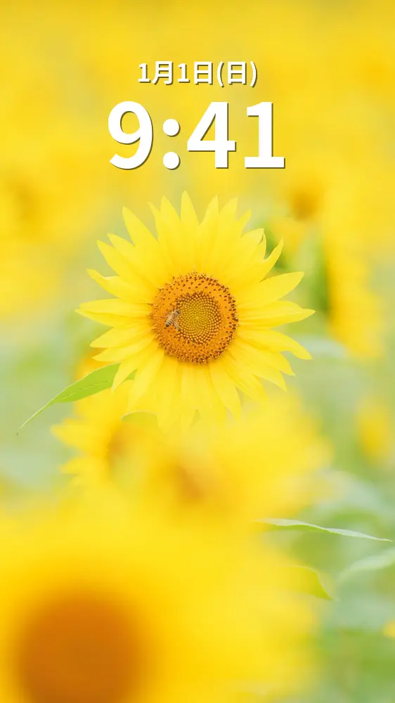 無料スマホ壁紙 夏の黄色いひまわり。AndroidとiPhoneに対応した4K高画質の無料待ち受け画像。三重県玉城町のアスピア玉城で撮影したフリー写真素材