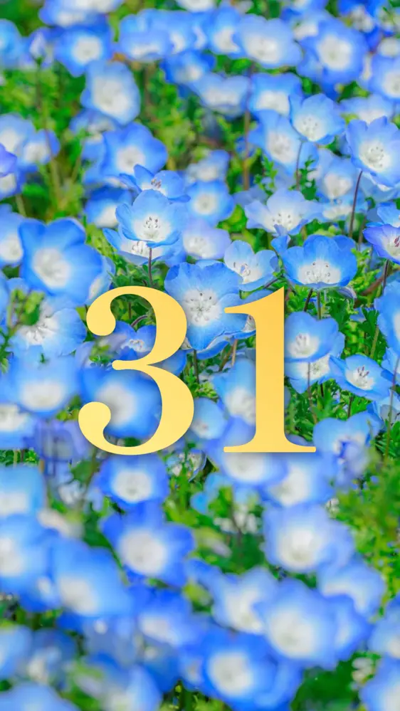 ネモフィラのじゅうたん 開運壁紙