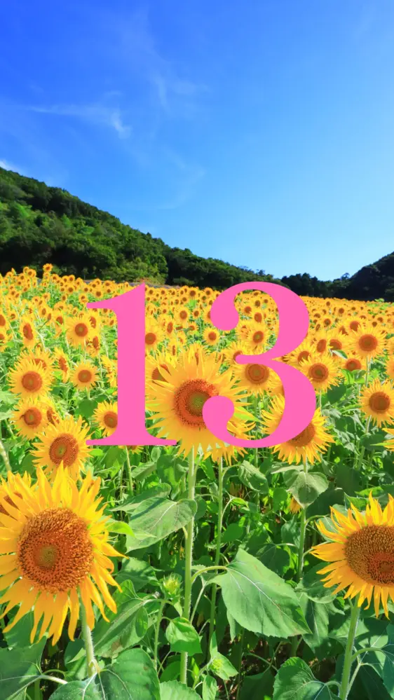 ひまわりの丘と青空 開運壁紙