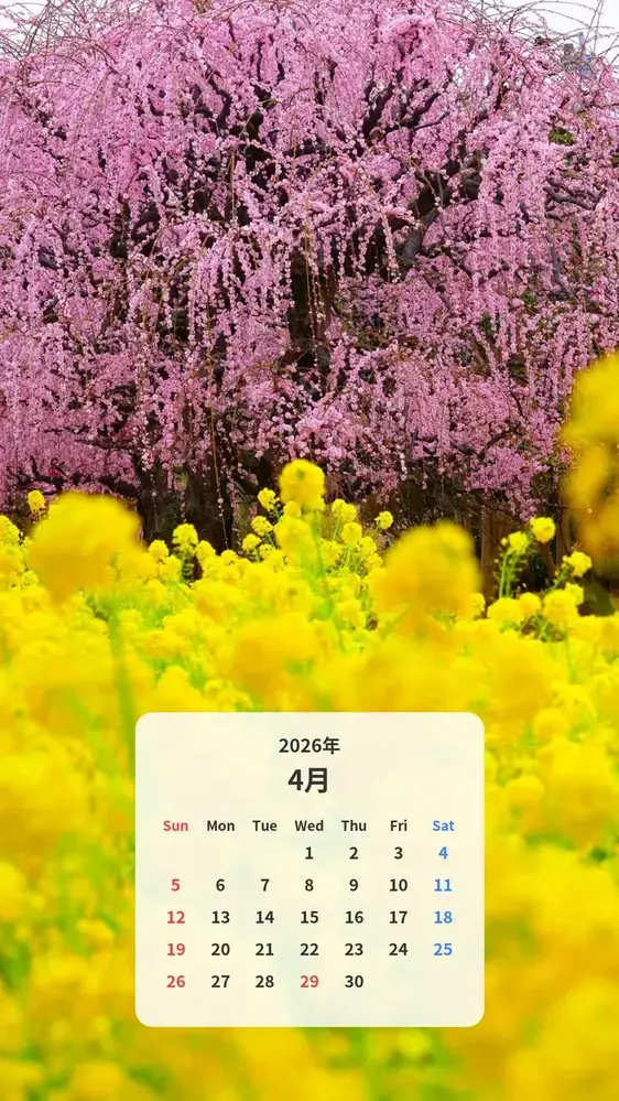 しだれ梅と菜の花 カレンダー壁紙