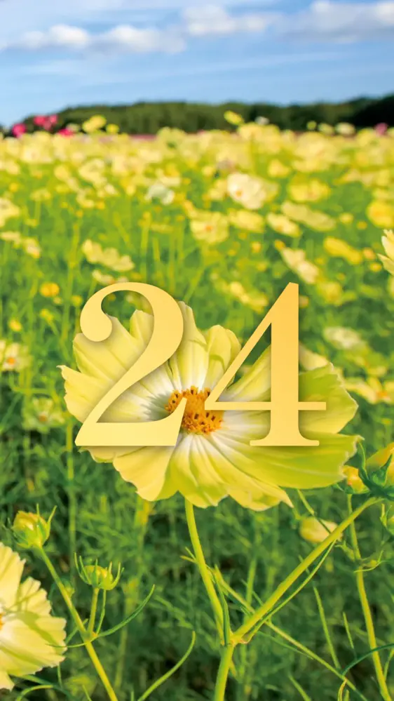 幸せを呼ぶ黄色いコスモス 開運壁紙