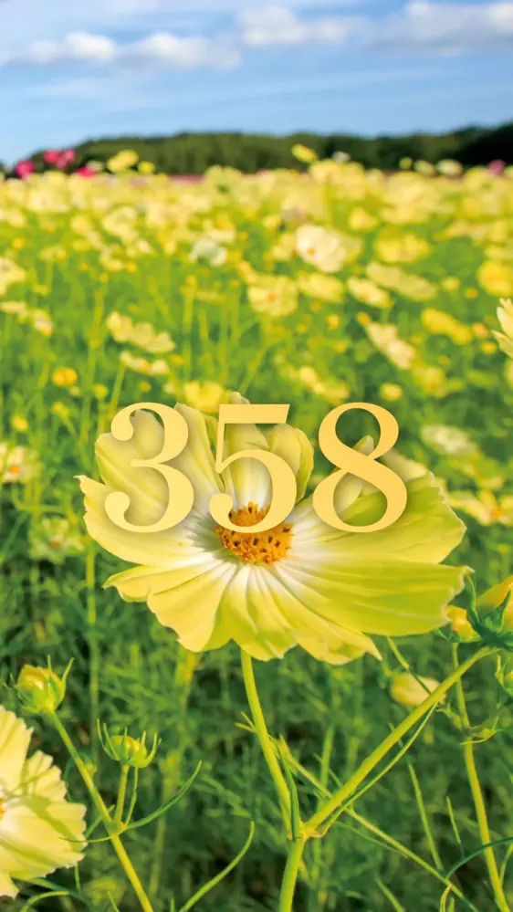 幸せを呼ぶ黄色いコスモス 開運壁紙